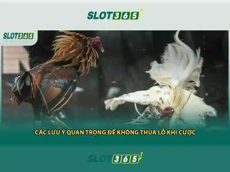 Kết luận và lời khuyên