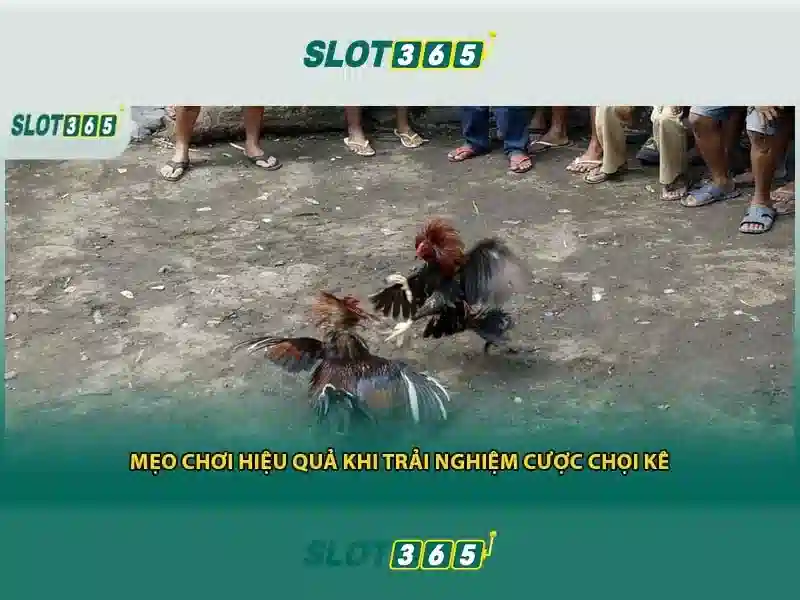 Khuyến mãi và thưởng của Slot365