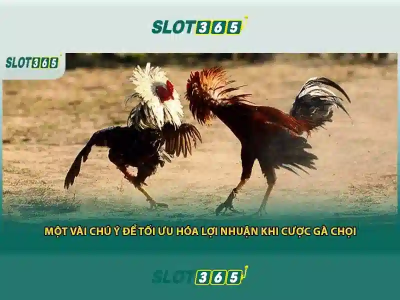 Slot365: Đánh giá nền tảng trò chơi xèng trực tuyến