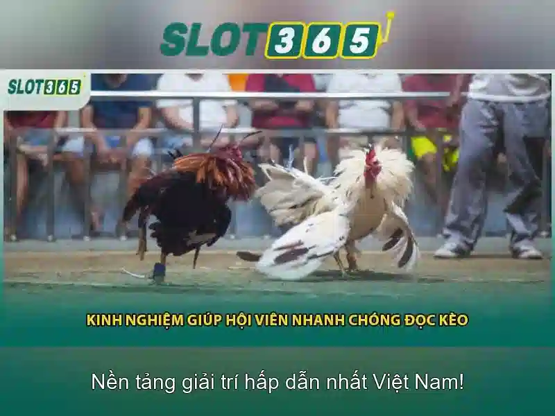 Hướng dẫn chơi slot365 cho người mới
